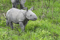 Indian Rhinoceros (Rhinoceros unicornis) one week old calf, Kaziranga National Park, India
