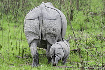 Indian Rhinoceros (Rhinoceros unicornis) mother and one week old calf, Kaziranga National Park, India, digitally removed grass from foreground