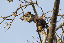 Indian Giant Squirrel (Ratufa indica) feeding in tree, Satpura National Park, India