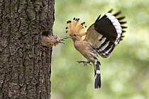 Eurasian Hoopoe (Upupa epops) feeding chick in nest cavity, Saxony, Germany