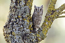 Common Scops-Owl (Otus scops), Castile-La Mancha, Spain