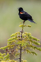 Red-winged Blackbird (Agelaius phoeniceus) male calling, Alberta, Canada