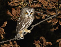 Northern Saw-whet Owl (Aegolius acadicus) juvenile, Saskatchewan, Canada