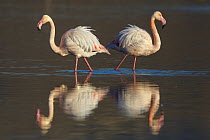 European Flamingo (Phoenicopterus roseus) pair, Greece