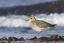 Golden Plover (Pluvialis apricaria), Schleswig-Holstein, Germany