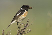 European Stonechat (Saxicola rubicola) male with insect prey, Rhineland-Palatinate, Germany