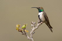 White-sided Hillstar (Oreotrochilus leucopleurus) hummingbird male, Santiago, Chile