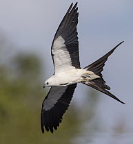 Swallow-tailed Kite (Elanoides forficatus) flying, Florida