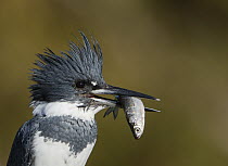 Belted Kingfisher (Megaceryle alcyon) male with fish prey, Florida