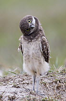 Burrowing Owl (Athene cunicularia) juvenile, Florida