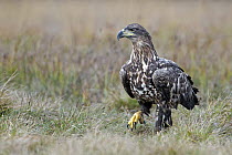 White-tailed Eagle (Haliaeetus albicilla) juvenile, Kutno, Poland
