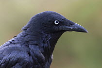 Little Raven (Corvus mellori), Victoria, Australia