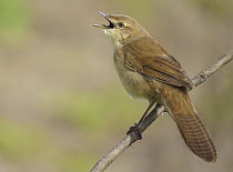 Broad-tailed Grassbird (Schoenicola platyura) calling, Maharashtra, India