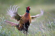 Ring-necked Pheasant (Phasianus colchicus) male in terriorial display, Texel, Netherlands