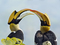 Great Hornbill (Buceros bicornis) pair courting, Darjeeling, India