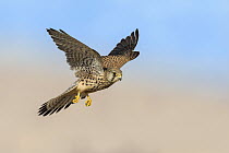 Eurasian Kestrel (Falco tinnunculus) female flying, Eilat, Israel