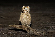 Pharaoh Eagle-Owl (Bubo ascalaphus), Eilat, Israel