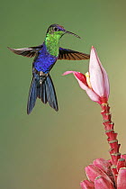 Violet-crowned Woodnymph (Thalurania colombica) hummingbird male feeding on flower nectar, Costa Rica
