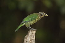 Spotted Catbird (Ailuroedus melanotis), Queensland, Australia