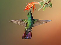 Green-breasted Mango (Anthracothorax prevostii) hummingbird feeding on flower nectar, Costa Rica