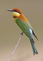 Chestnut-headed Bee-eater (Merops leschenaulti) male, Penang, Malaysia