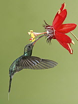 Green Hermit (Phaethornis guy) hummingbird male feeding on flower nectar, Costa Rica