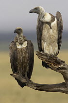 White-backed Vulture (Gyps africanus) and sub-adult, Masai Mara, Kenya