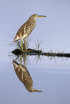 Chinese Pond-Heron (Ardeola bacchus), Penang, Malaysia