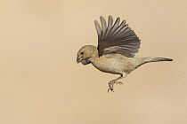 Pale Rosefinch (Carpodacus synoicus) female flying, Eilat, Israel