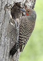 Northern Flicker (Colaptes auratus) male at nest cavity, British Columbia, Canada