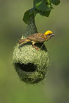 Baya Weaver (Ploceus philippinus) male weaving nest, Singapore