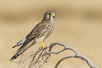 Eurasian Kestrel (Falco tinnunculus) female, Eilat, Israel