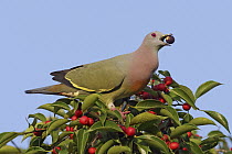 Pink-necked Green-Pigeon (Treron vernans) male feeding on berries, Kedah, Malaysia