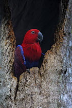 Eclectus Parrot (Eclectus roratus) female at nest cavity, Queensland, Australia