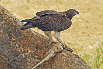 Martial Eagle (Polemaetus bellicosus) with lizard prey, Kruger National Park, South Africa