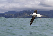 Northern Royal Albatross (Diomedea sanfordi) flying, South Island, New Zealand
