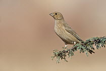 Pale Rosefinch (Carpodacus synoicus) female, Eilat, Israel