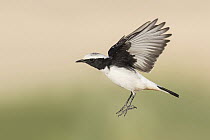 Mourning Wheatear (Oenanthe lugens) flying, Eilat, Israel