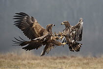 White-tailed Eagle (Haliaeetus albicilla) pair fighting, Poland