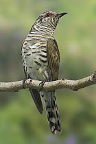 Little Bronze-Cuckoo (Chrysococcyx minutillus) male, Singapore
