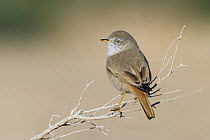 Desert Warbler (Sylvia nana), Eilat, Israel