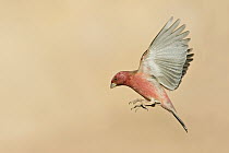 Pale Rosefinch (Carpodacus synoicus) male flying, Eilat, Israel