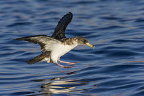 Cory's Shearwater (Calonectris diomedea) landing on water, Eilat, Israel