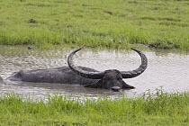 Water Buffalo (Bubalus arnee) in waterhole, Kaziranga National Park, India