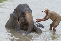 Asian Elephant (Elephas maximus) being bathed by mahout, Kaziranga National Park, India