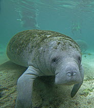 West Indian Manatee (Trichechus manatus), Crystal River, Florida