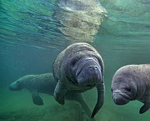 West Indian Manatee (Trichechus manatus) trio, Crystal River, Florida