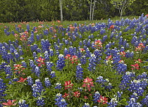 Lupine (Lupinus sp) and Paintbrush (Castilleja sp) flowers, Cedar Hill State Park, Texas