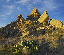 Cactus and rock formation, Big Bend National Park, Texas