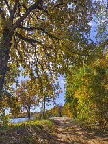 Trees in autumn along lake, Texas
